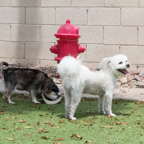 4 Paws Pet Resort Fire Hydrant